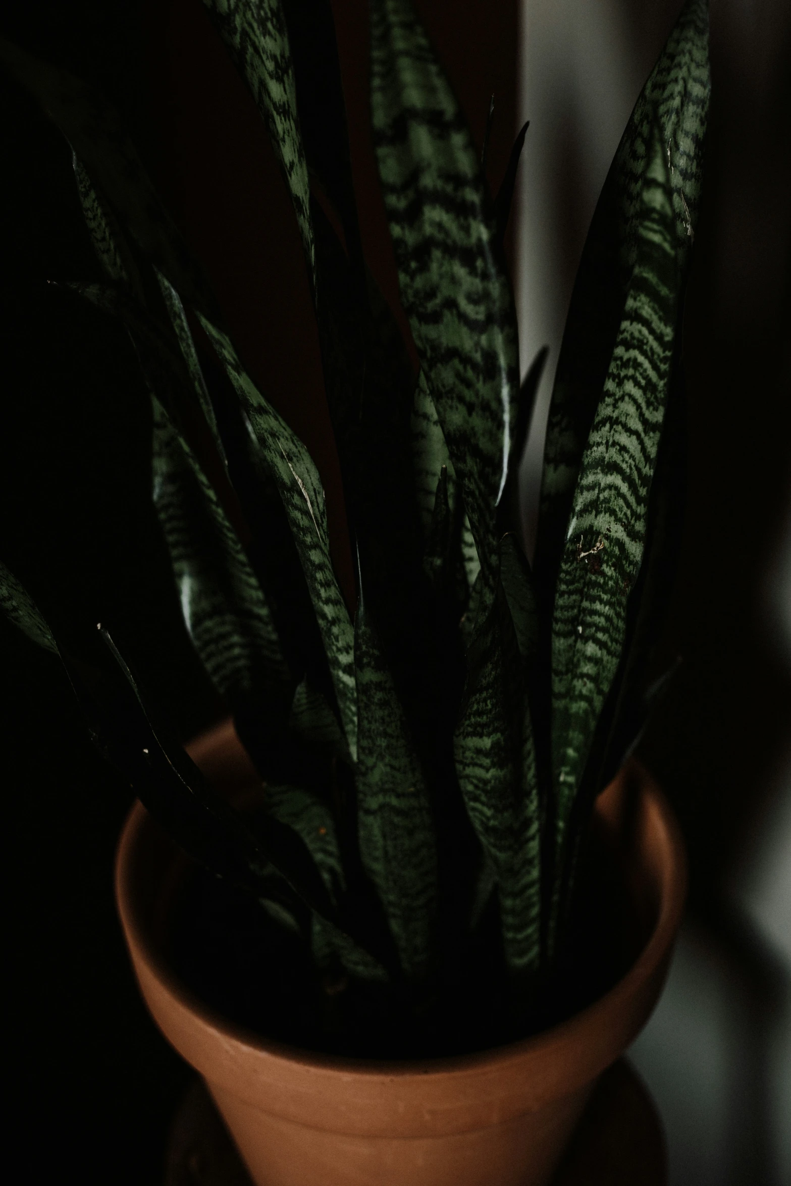 an arrangement of houseplants in a terrarium in the sun