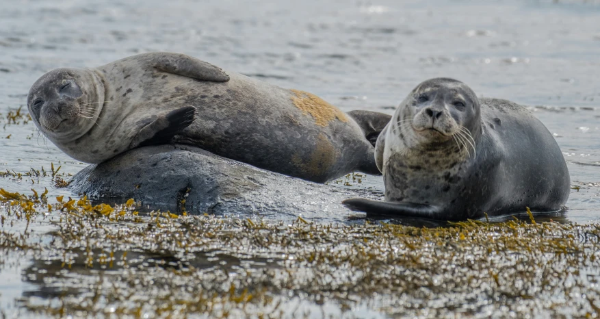 two sealions lying on top of each other in a lake