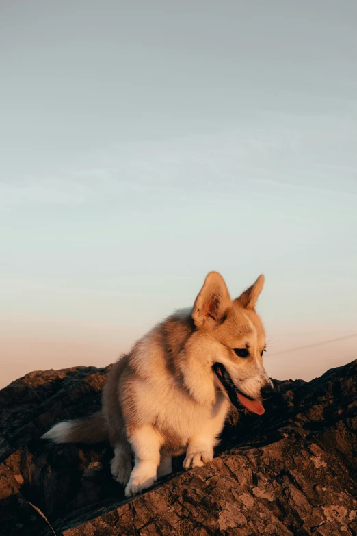 a dog standing on a rock on the ground