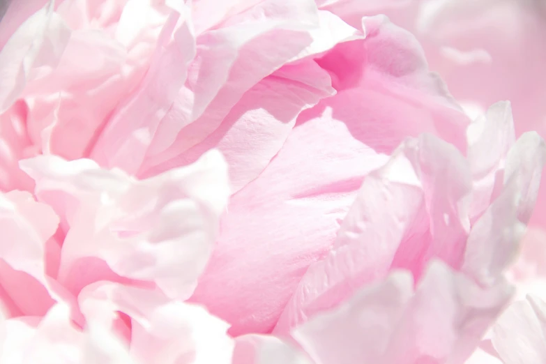 a pink flower with a gray and black background