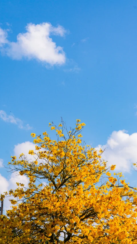 an airplane flying over a tree with yellow leaves