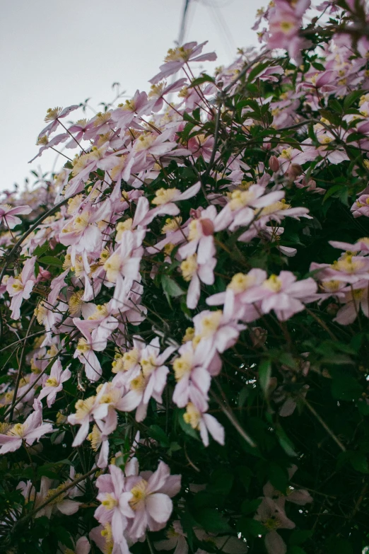 a close up image of flowers growing on a tree