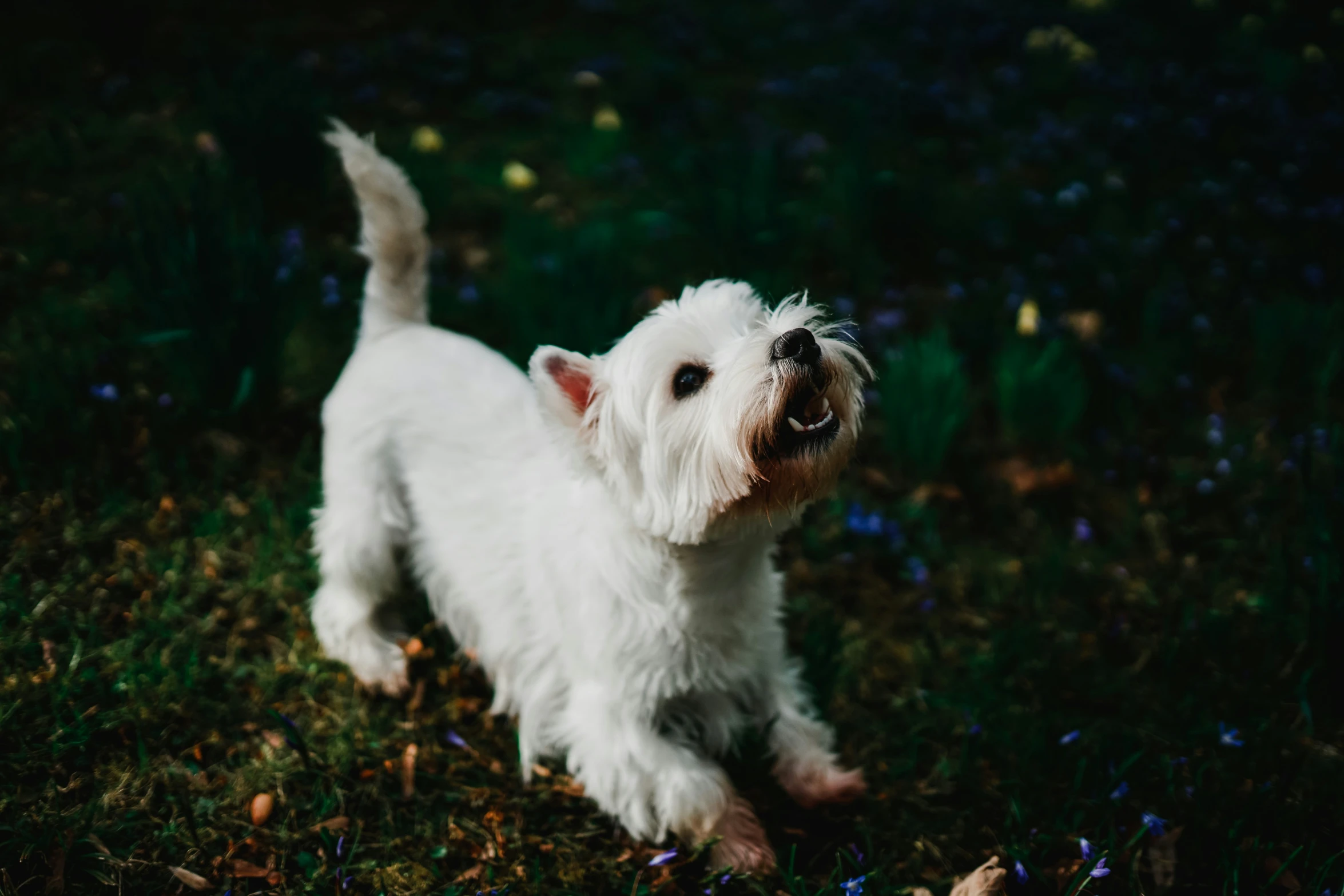 a white puppy in the grass by itself