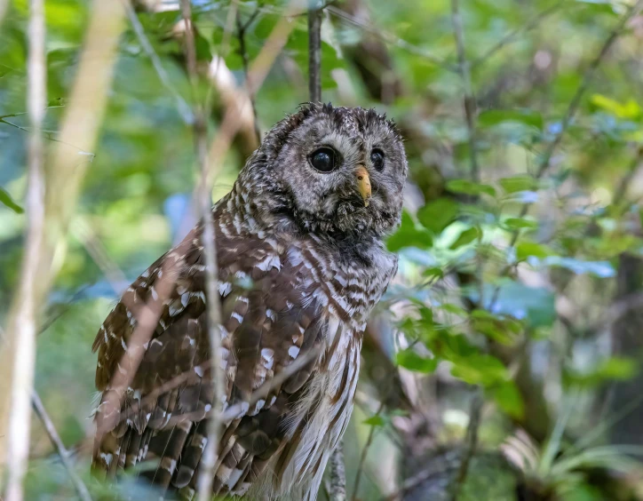 an owl is standing alone among the green leaves
