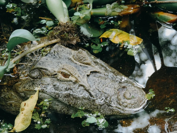 an animal that is laying in the water