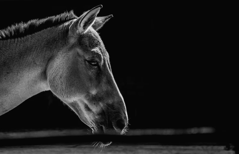 a horse with long mane and eyes closed