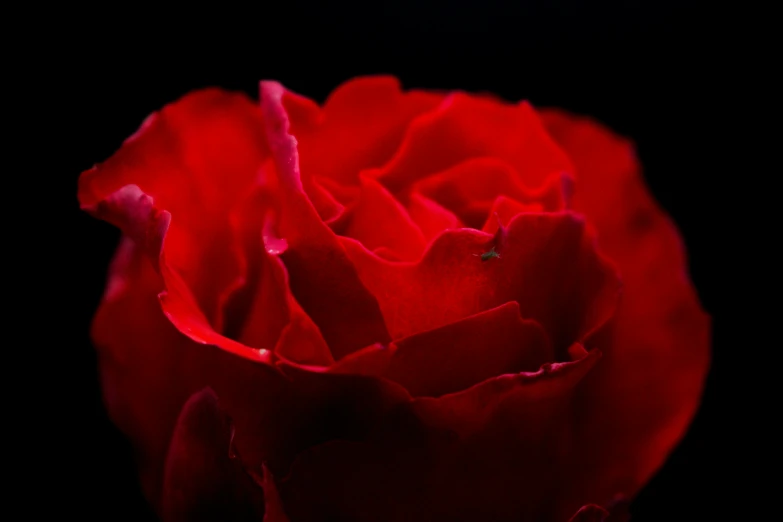 red rose that is very pretty in color