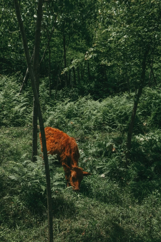 a brown cow standing in a lush green forest