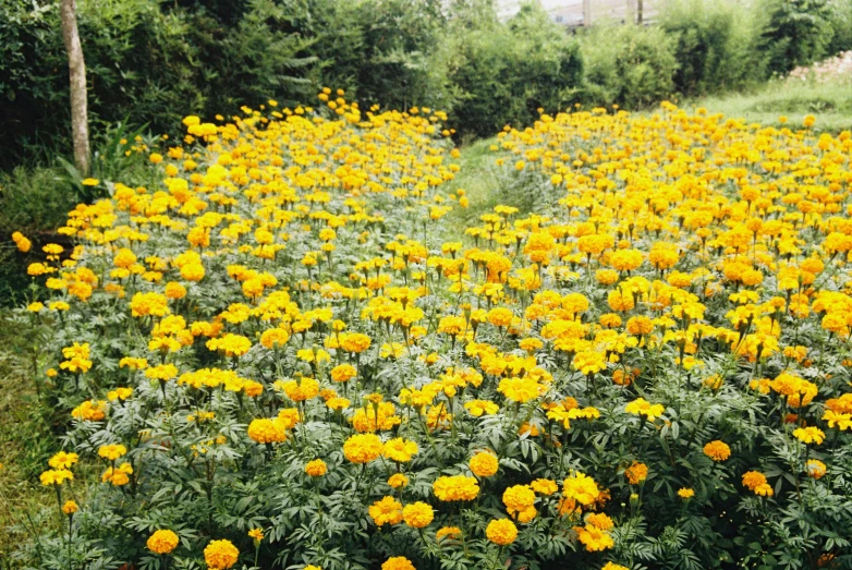 a large field of flowers near the woods