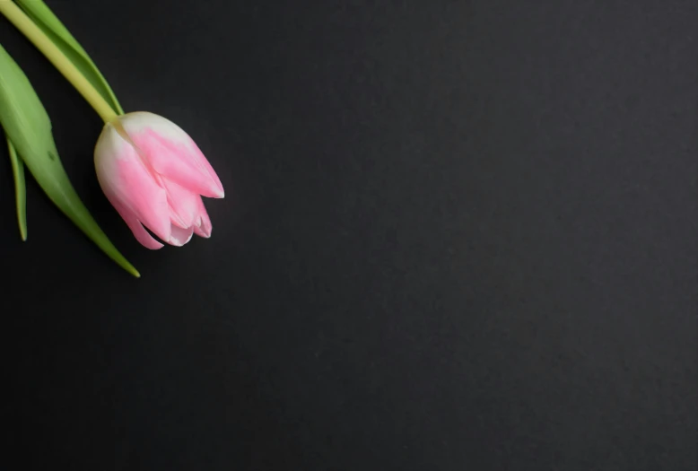 pink flowers are on a black table