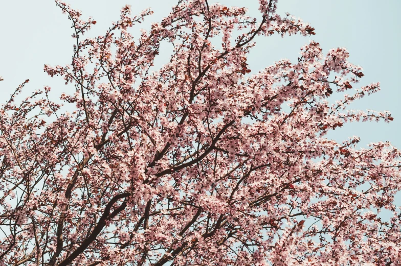 the blossoming nches of trees against a clear blue sky