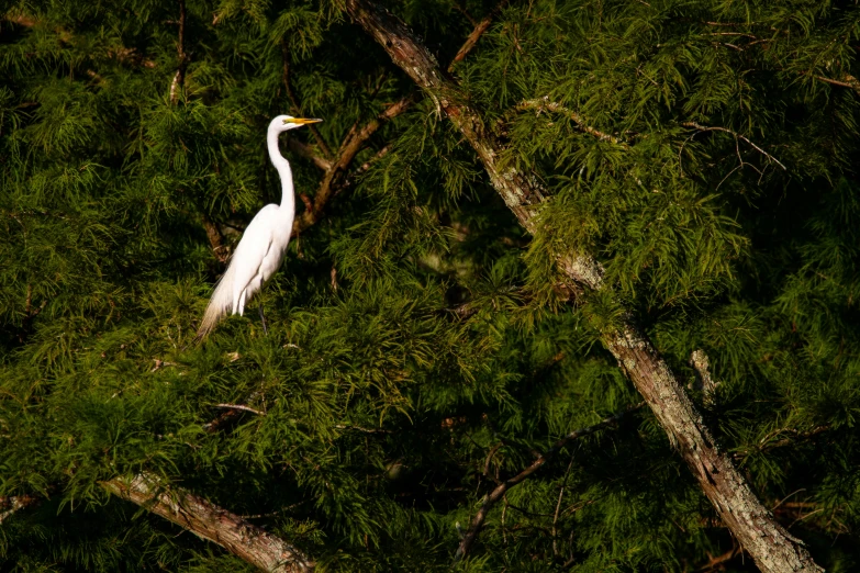 a tall white bird standing next to green trees