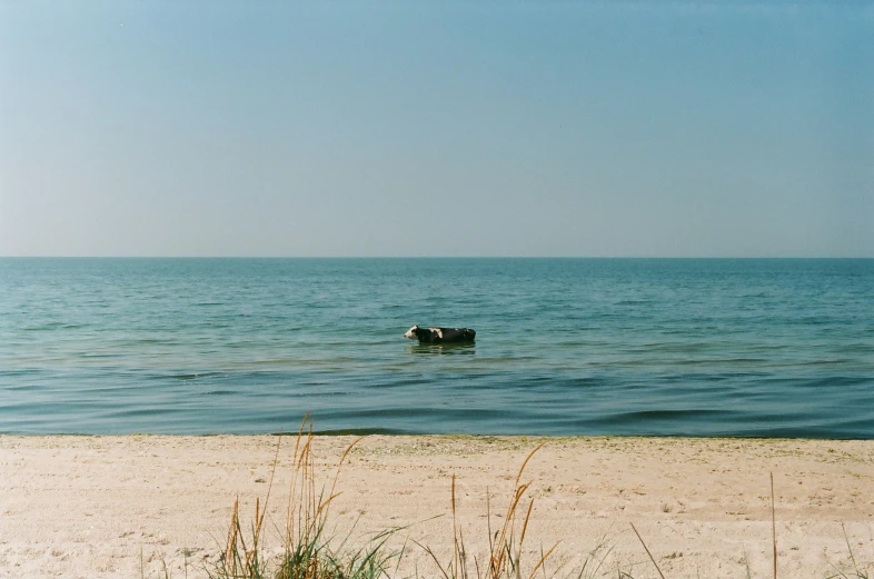 a dog is in the ocean with an area rug