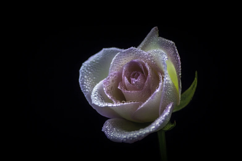 a pink and white rose with water drops