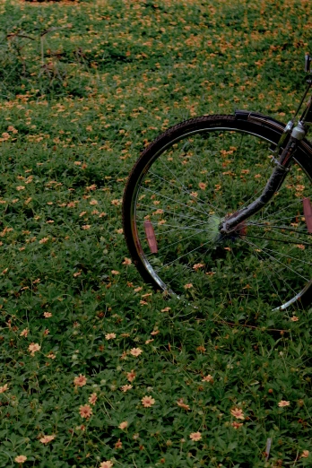 an old bicycle lying in a grass field