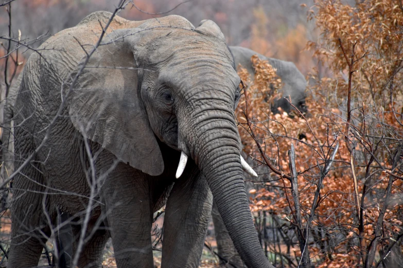 an elephant with tusks eating in an outdoor area