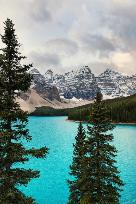 a couple of trees standing next to a large lake