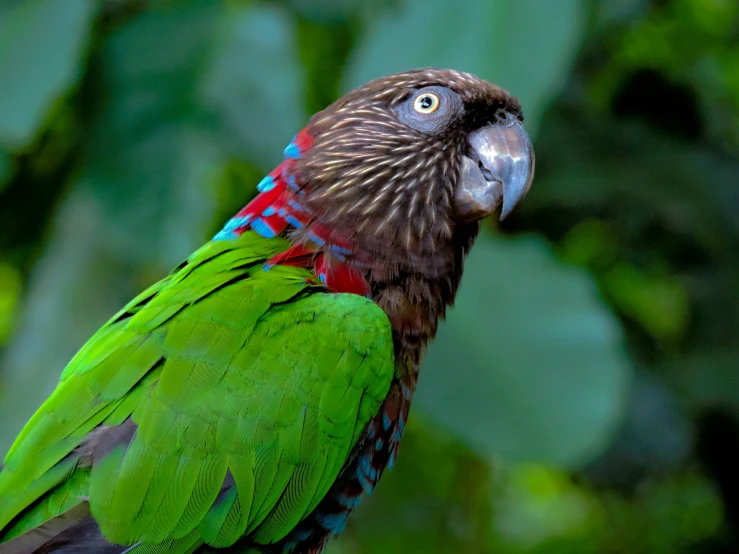 a green bird with a blue and red chest