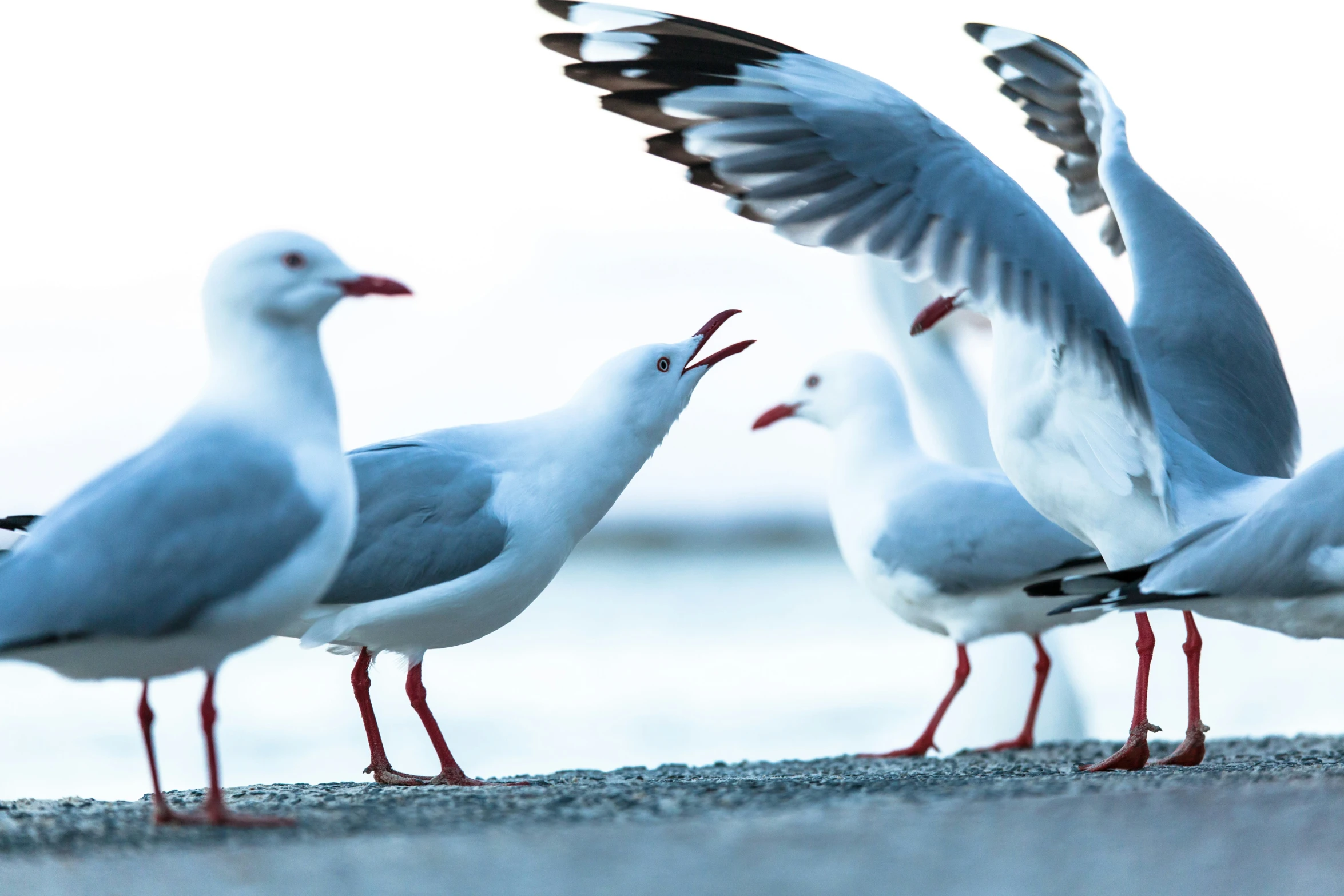 a group of seagulls standing together on the beach