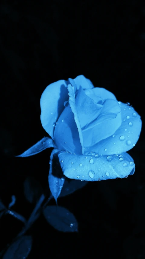 blue rose on black background with water drops