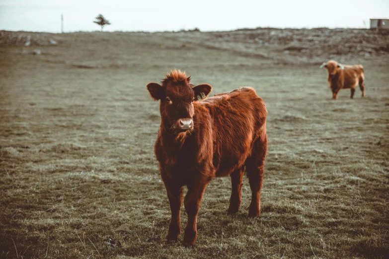 there are two brown cows in the field