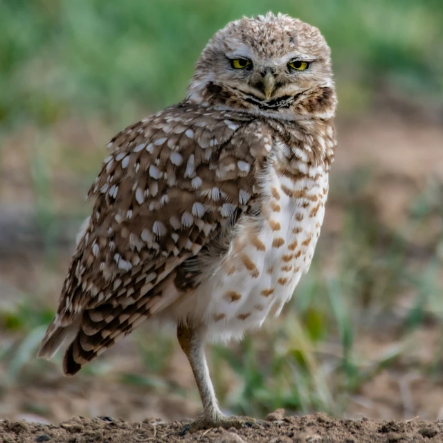 an owl is standing on dirt and grass