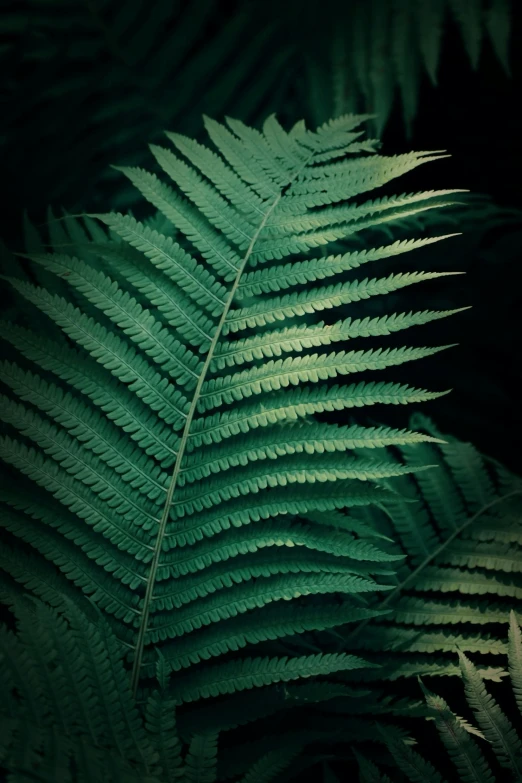 close up of a fern leaf with green light