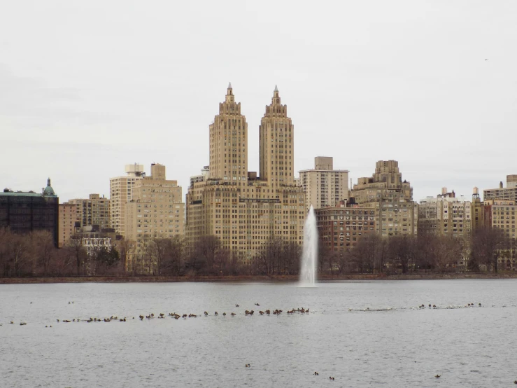 several birds swim in the water near a city