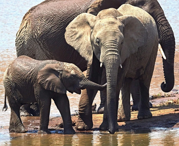 two adult and one young elephant at the watering hole