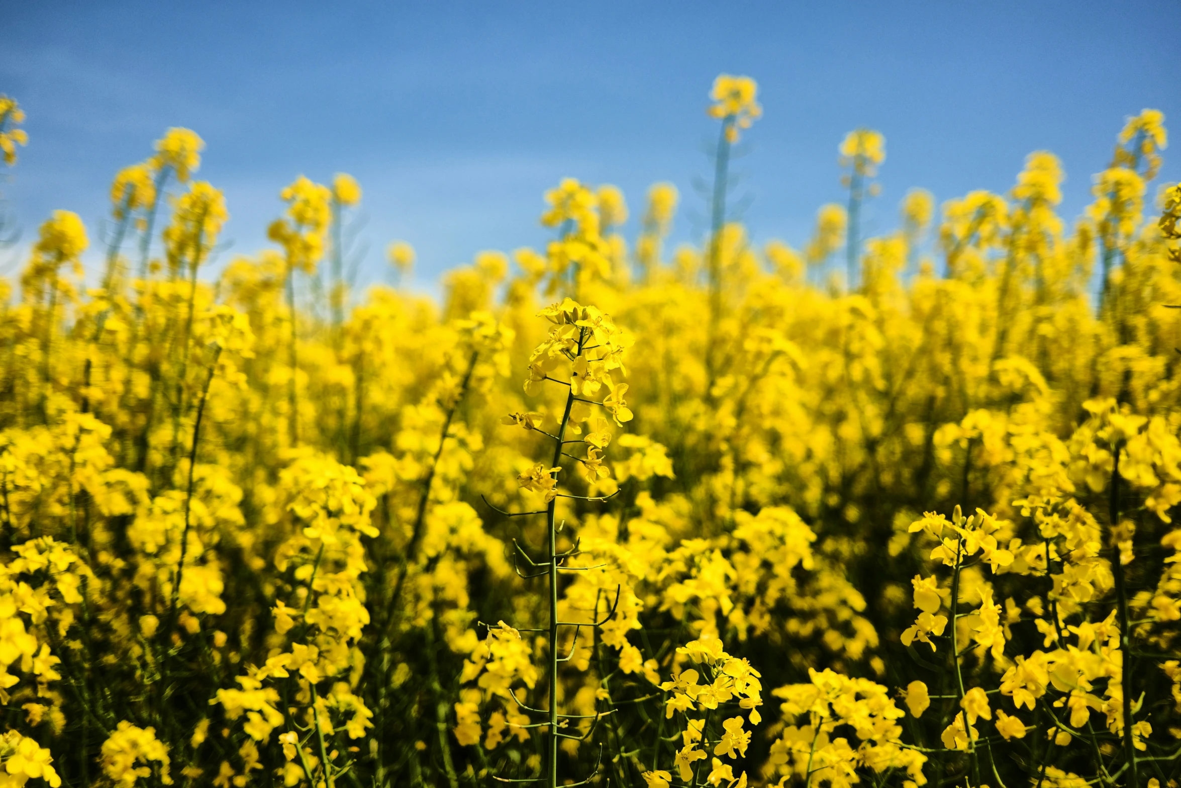 flowers grow near a field that has yellow flowers