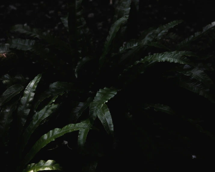 a plant at night with dark colors on it