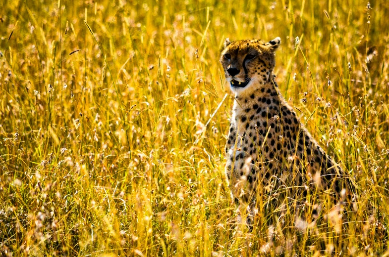 the cheetah sits in tall, dry grass