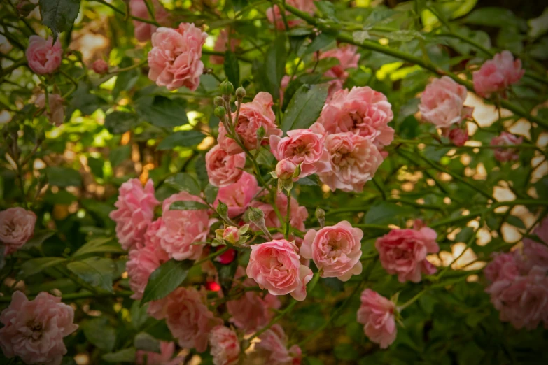 pink flowers are growing on a bush in the daytime