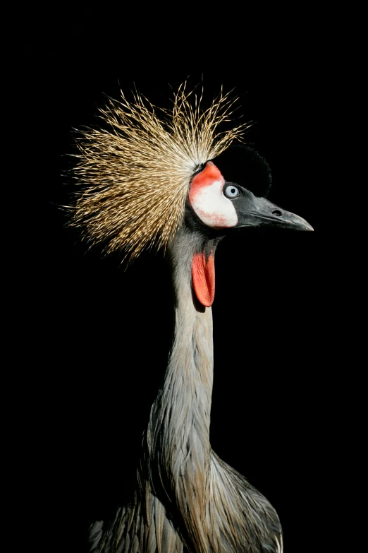 a bird with very long feathers is looking upward