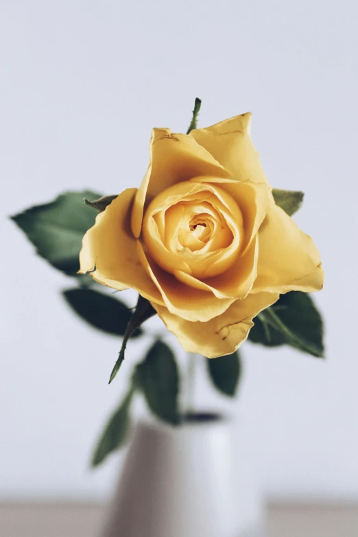 a single yellow rose placed in a vase