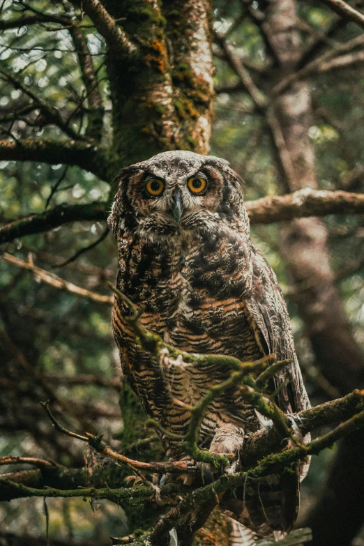 an owl is perched on a tree nch