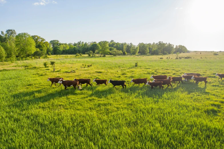 herd of cows standing on grass next to each other