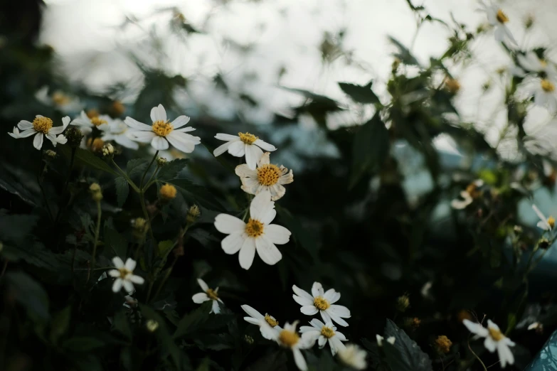 many white flowers with yellow centers are growing on the bush