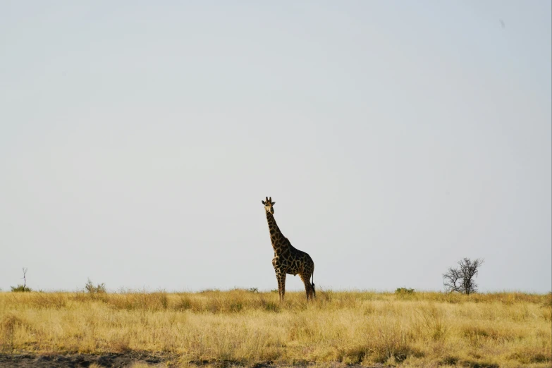 there is a tall giraffe standing in the field