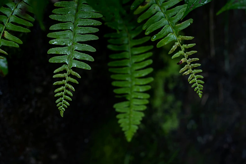 green ferns and other leaves grow on the ground