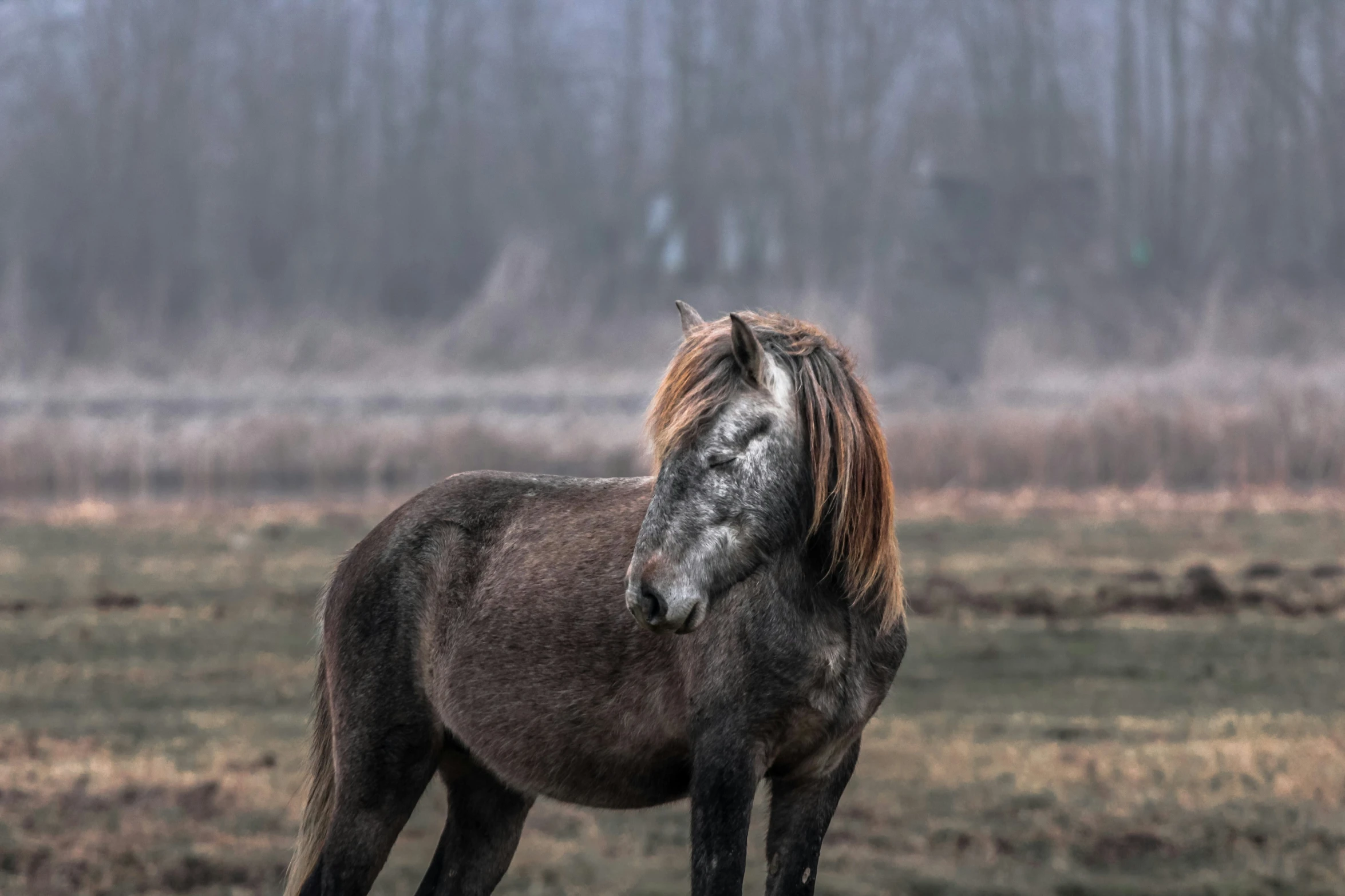 a brown horse with blonde hair stands alone