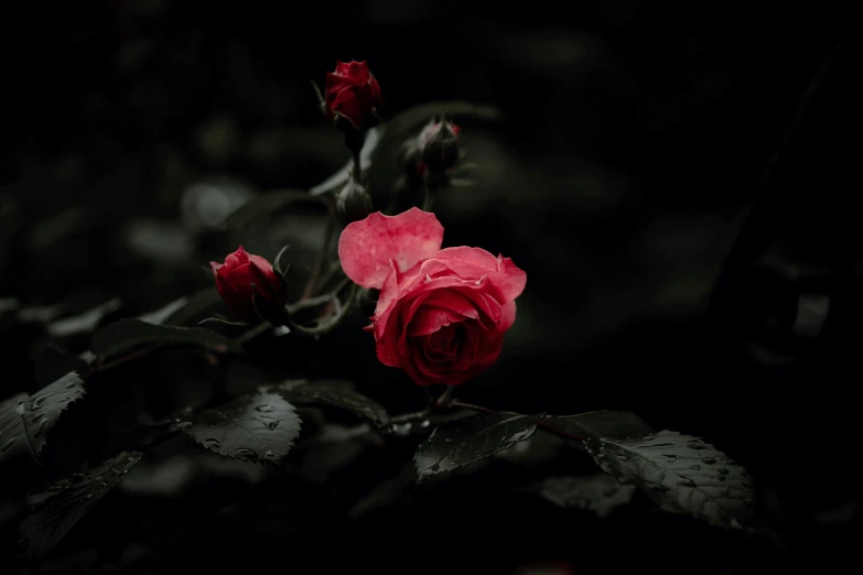 two red roses in bloom with dark leaves