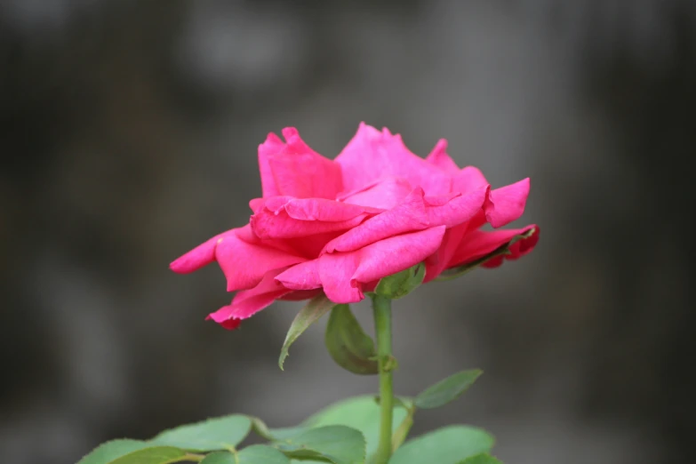 a pink rose flower with buds on it