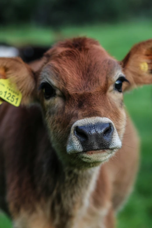 a small brown cow with a yellow tag on its ear