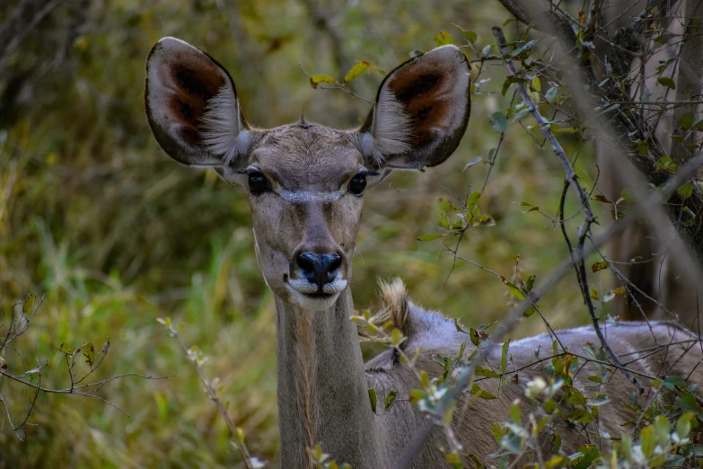 a deer staring intently at the camera in a forest