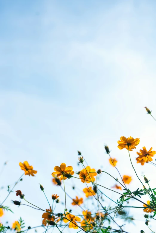 yellow wildflowers in bloom against the blue sky