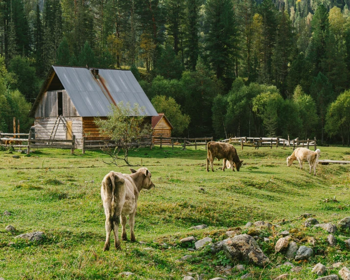 cows graze in a field with a rustic cabin in the background