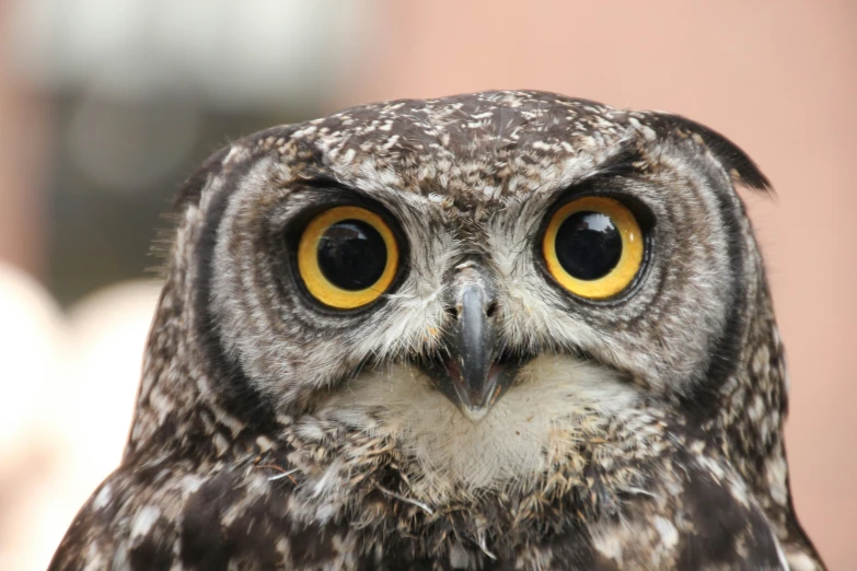 an owl's head has big round yellow eyes