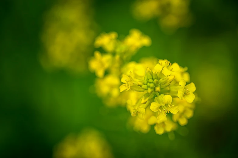 some yellow flowers are blooming in the green