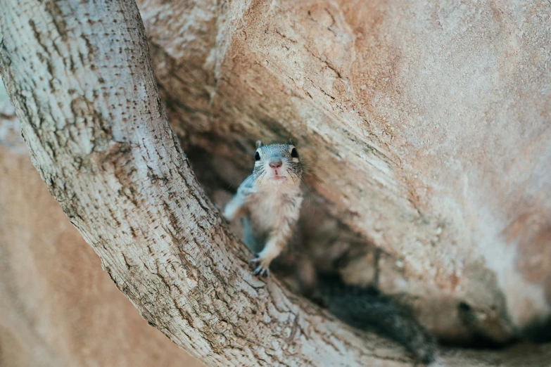 the small gray bird is in a tree